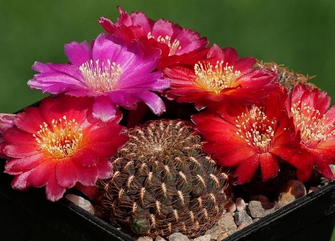 cactus - Sulcorebutia callichroma, Verzenden, Cactus, Volle zon, Minder dan 100 cm