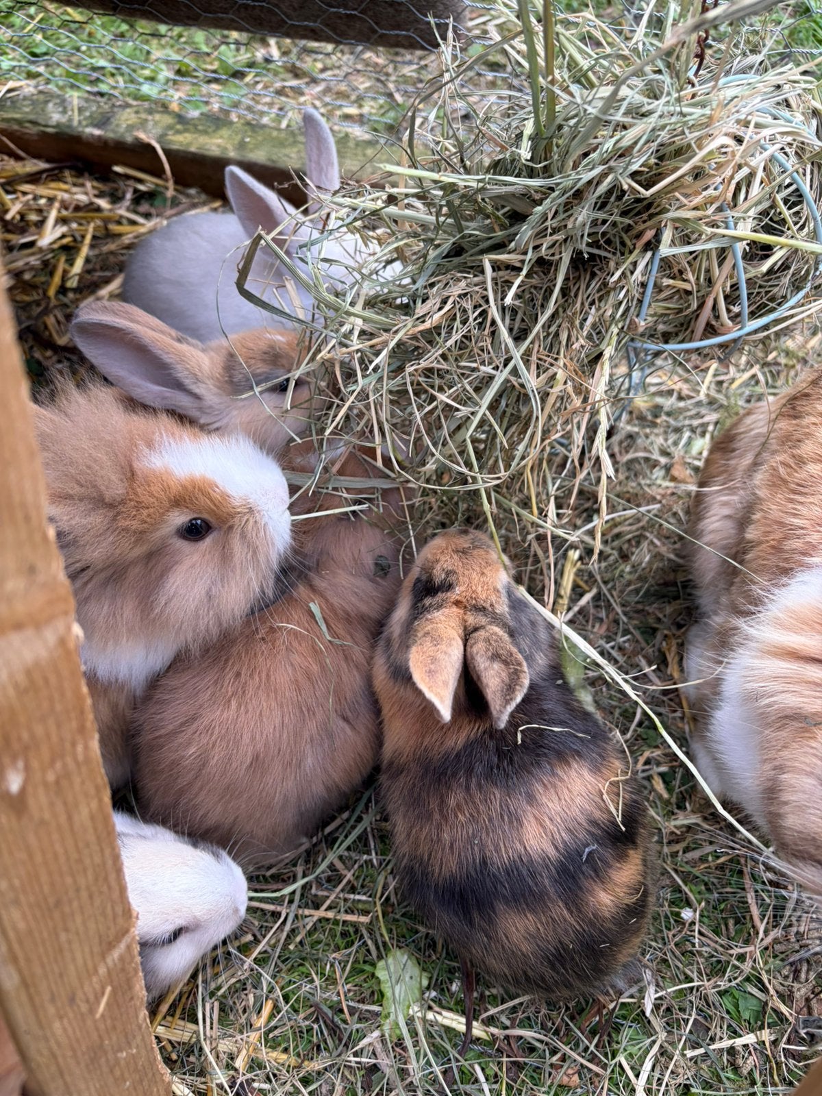 Baby konijntjes, Dieren en Toebehoren, Konijnen, Meerdere dieren, Dwerg