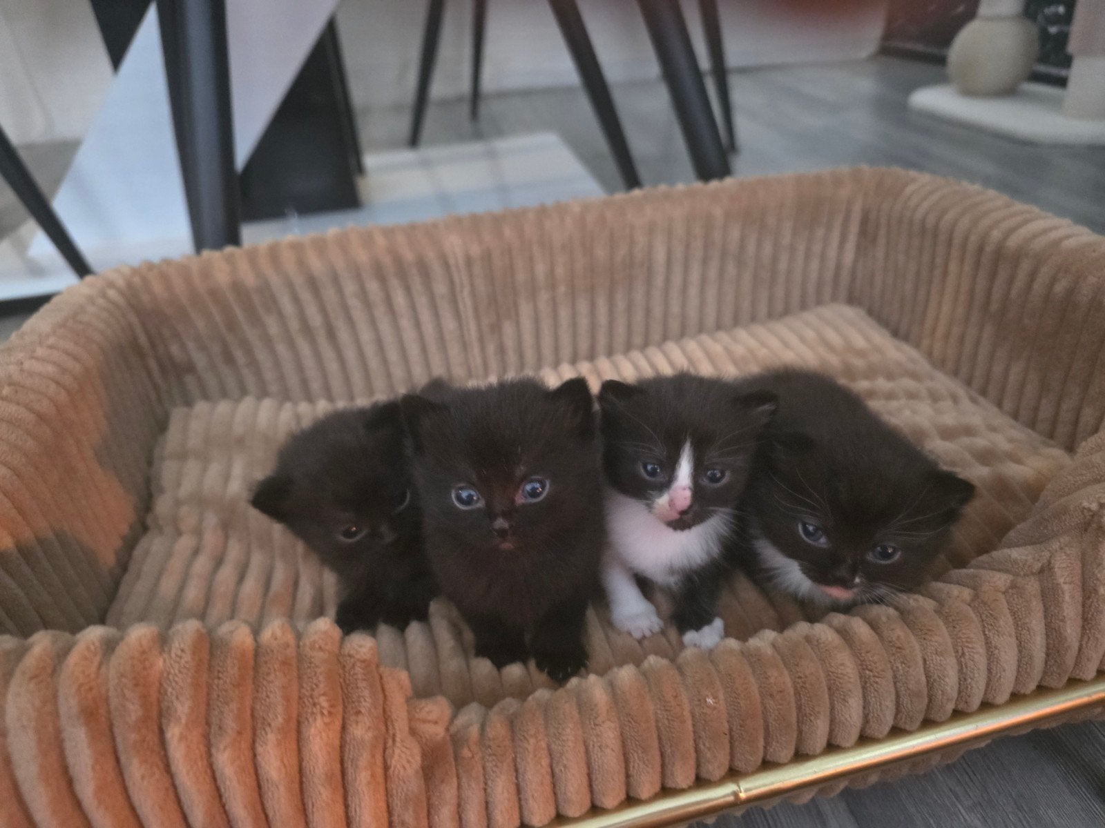 Lieve kittens zoeken een warm en liefdevol huisje, Dieren en Toebehoren, Meerdere dieren