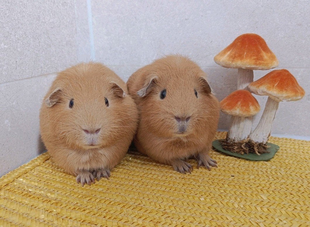 Twee jonge cavia's, samen voor 5 euro, Dieren en Toebehoren, Januari, Mannelijk, Cavia