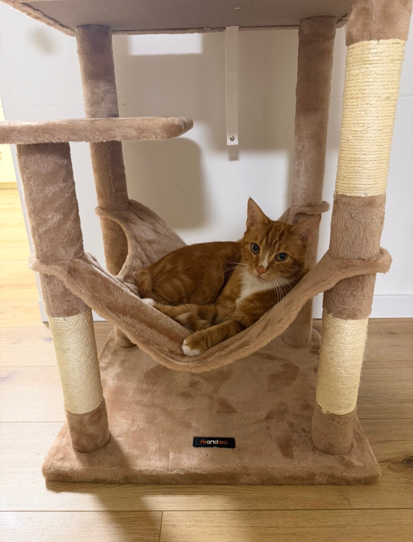 Rode kater zoekt nieuw huisje