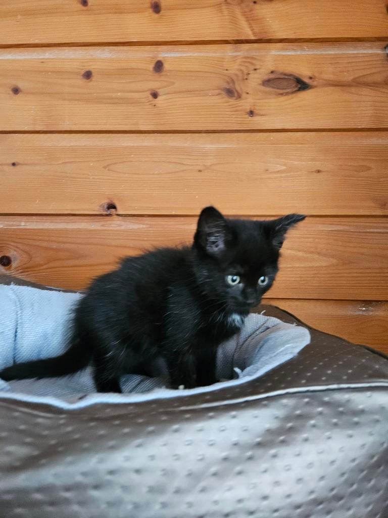 Ragdollkittenpoesje, Dieren en Toebehoren, Katten en Kittens | Overige Katten, Poes, Kortharig, 0 tot 2 jaar