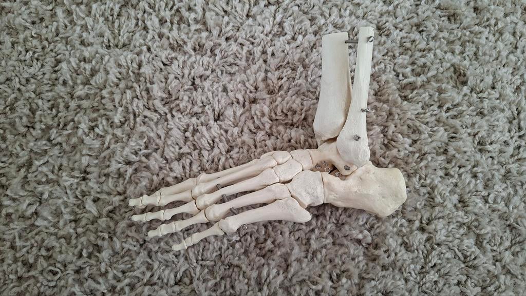 Voetmodel skelet voor pedicure/podotherapie Opleiding, Ophalen of Verzenden, Zo goed als nieuw