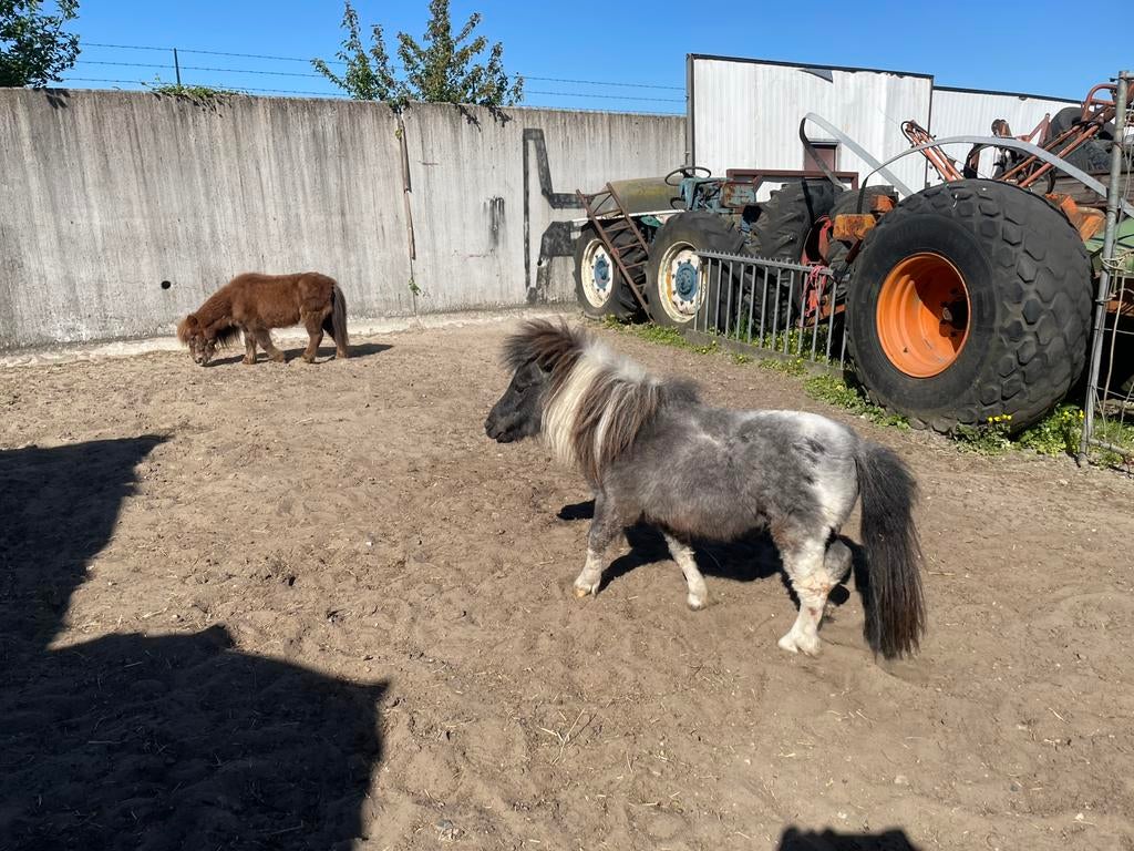 Mini hengst Bonte draver, Eén persoon, Overige typen