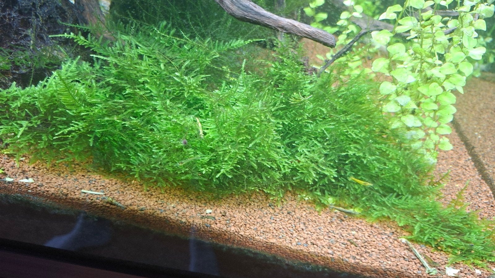 Christmas Moss – aquarium mos – €2 per bakje, Dieren en Toebehoren, Ophalen, Nieuw, Plant(en), Steen of Hout