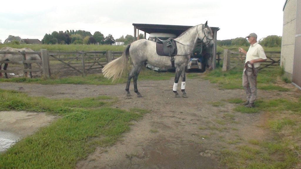 PRE-ruin te koop, Dieren en Toebehoren, Met stamboom, Ruin, Dressuurpaard, Onbeleerd