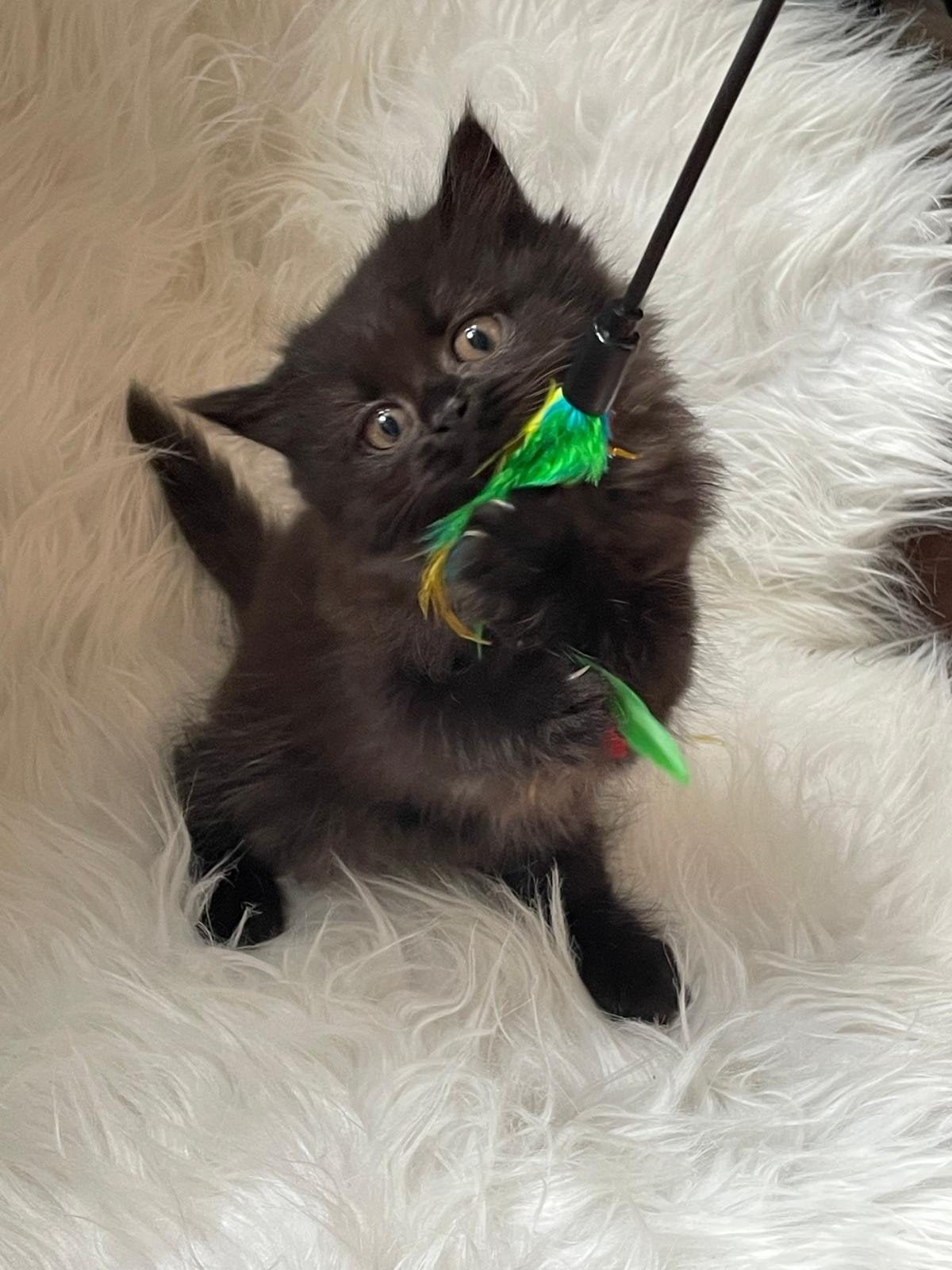mooie britse half langhaar poesje Black / Smokee, Dieren en Toebehoren, Katten en Kittens | Raskatten | Langhaar, Poes, Gechipt