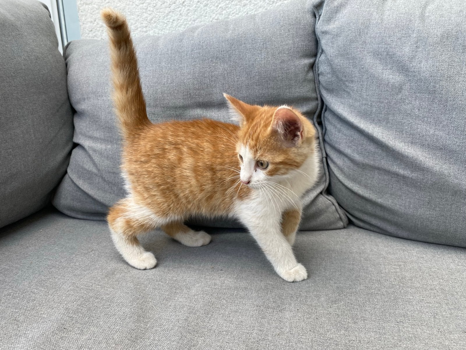 Rood met witte kitten, Kater, Kortharig, 0 tot 2 jaar