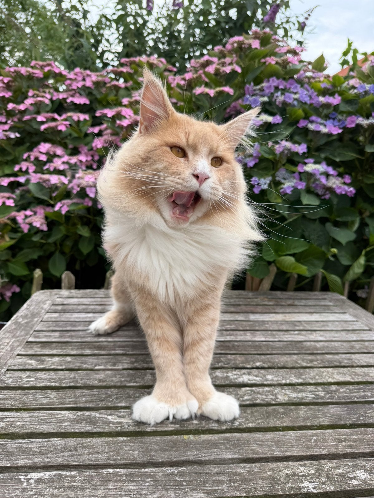 Maine coon kater voll. Getest met stamboom, Kater, Met stamboom, 0 tot 2 jaar