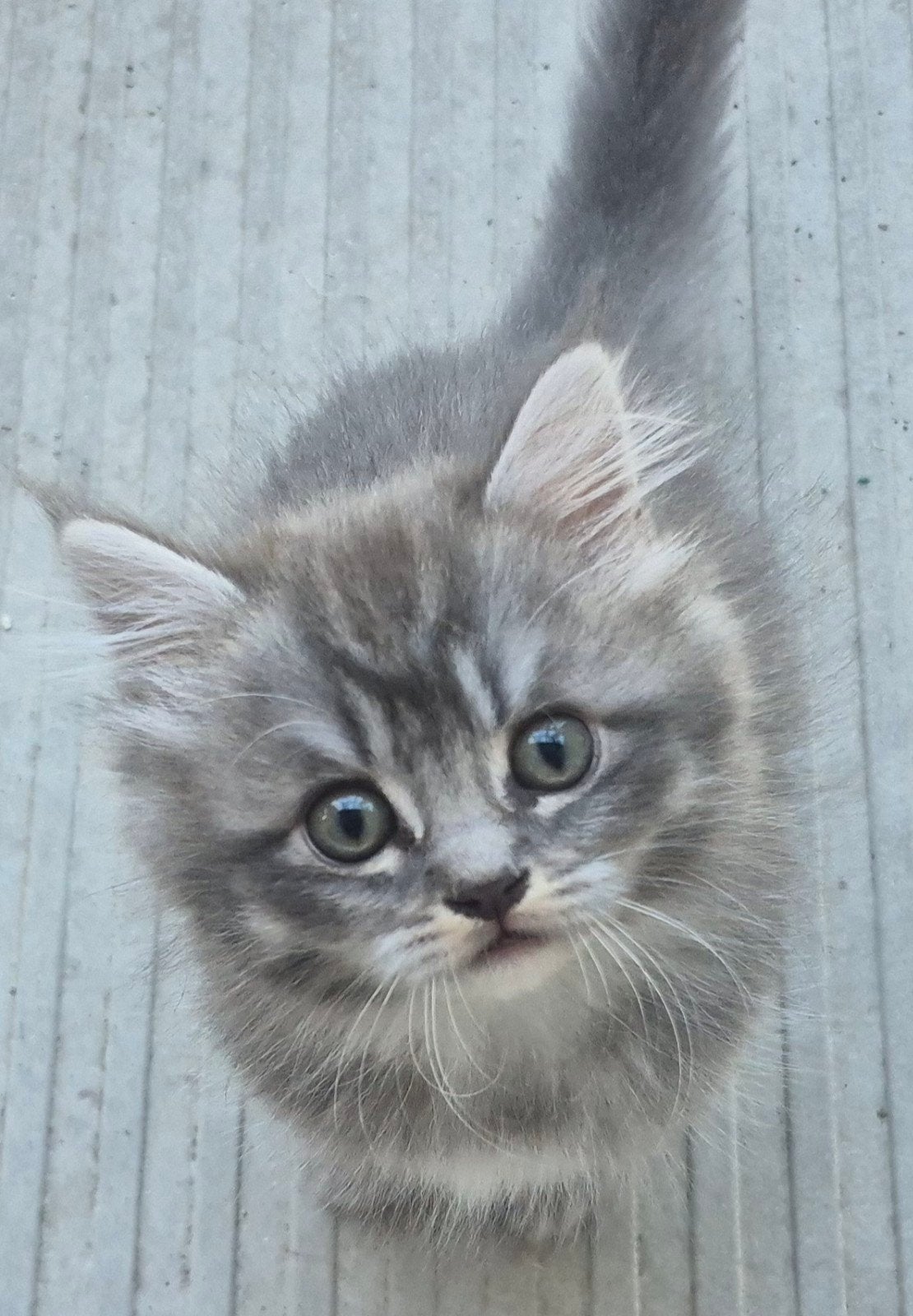 Super lief brits kort/langhaar katertje, Dieren en Toebehoren, Katten en Kittens | Raskatten | Langhaar, Kater, Gechipt