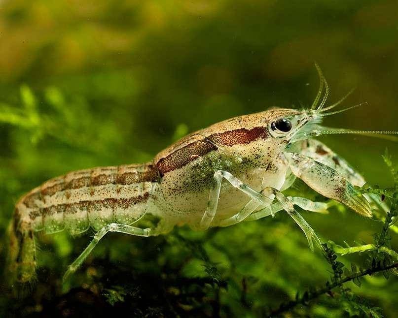 Cambarellus diminutus dwergkreeftjes, Kreeft, Krab of Garnaal, Zoetwatervis