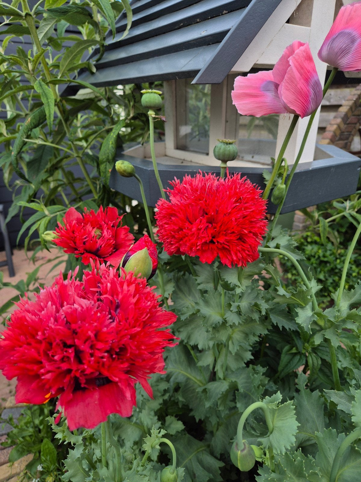 Gekartelde Papaver Zaden - 1 gram (ca. 500 zaden), Ophalen of Verzenden