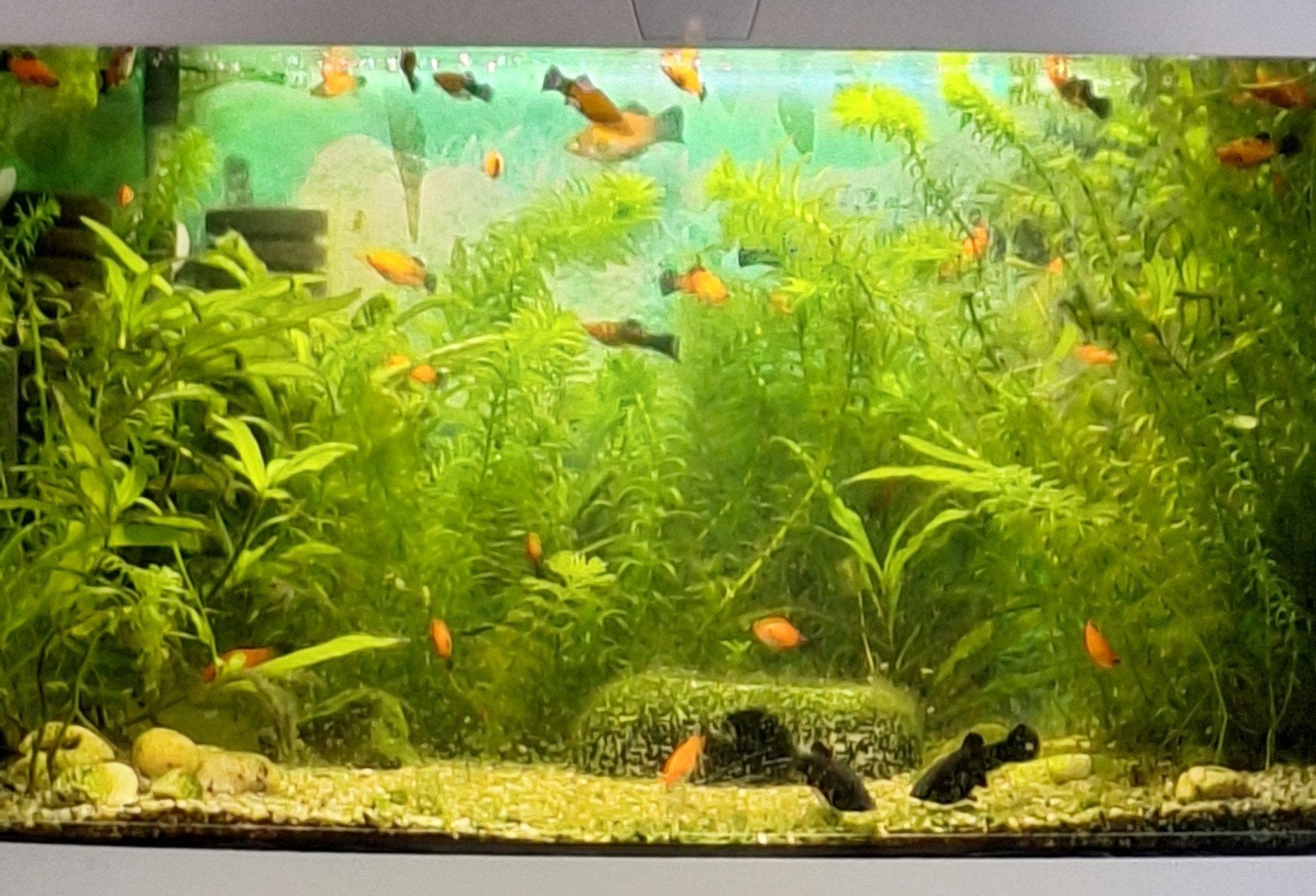 Jonge platy's gratis, Ophalen, Nieuw, Overige typen