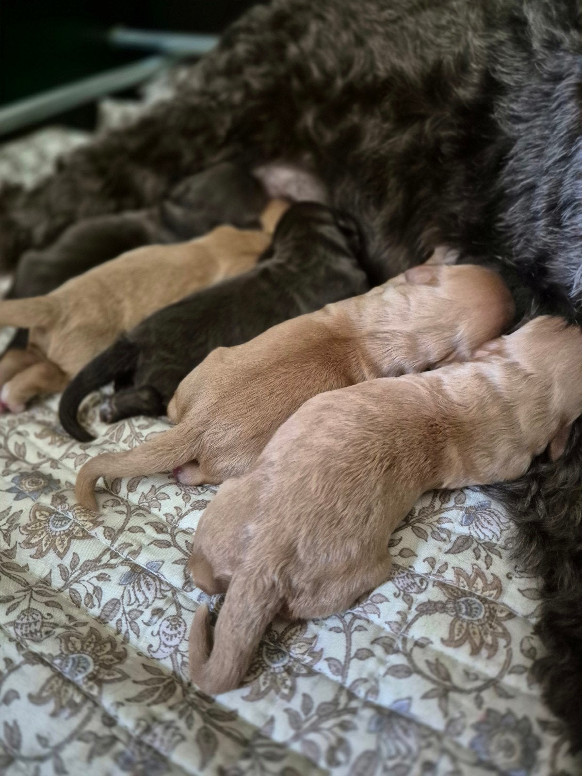 Cockapoo X Australian Labradoodle puppies, Overige rassen, 8 tot 15 weken, Meerdere, Meerdere dieren