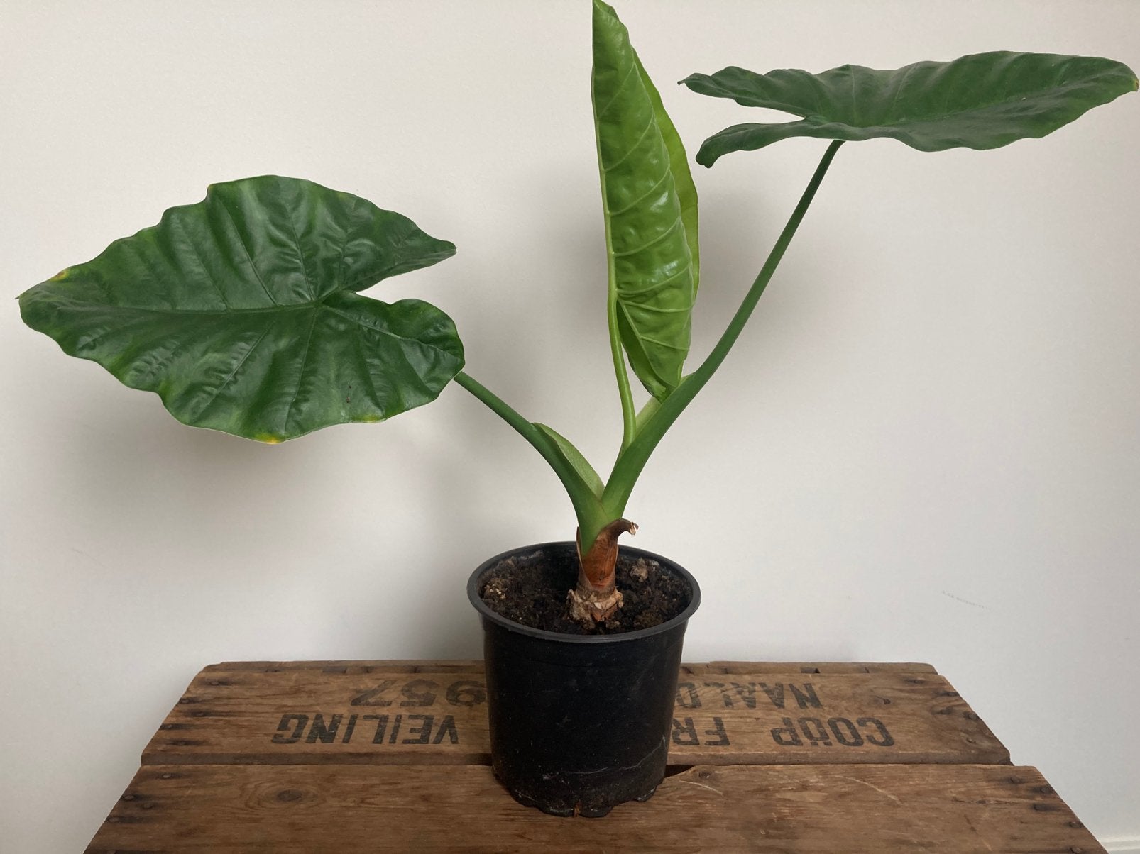 Alocasia Olifantsoor Kamerplant Plant, Huis en Inrichting, Kamerplanten, Ophalen, Halfschaduw, Minder dan 100 cm