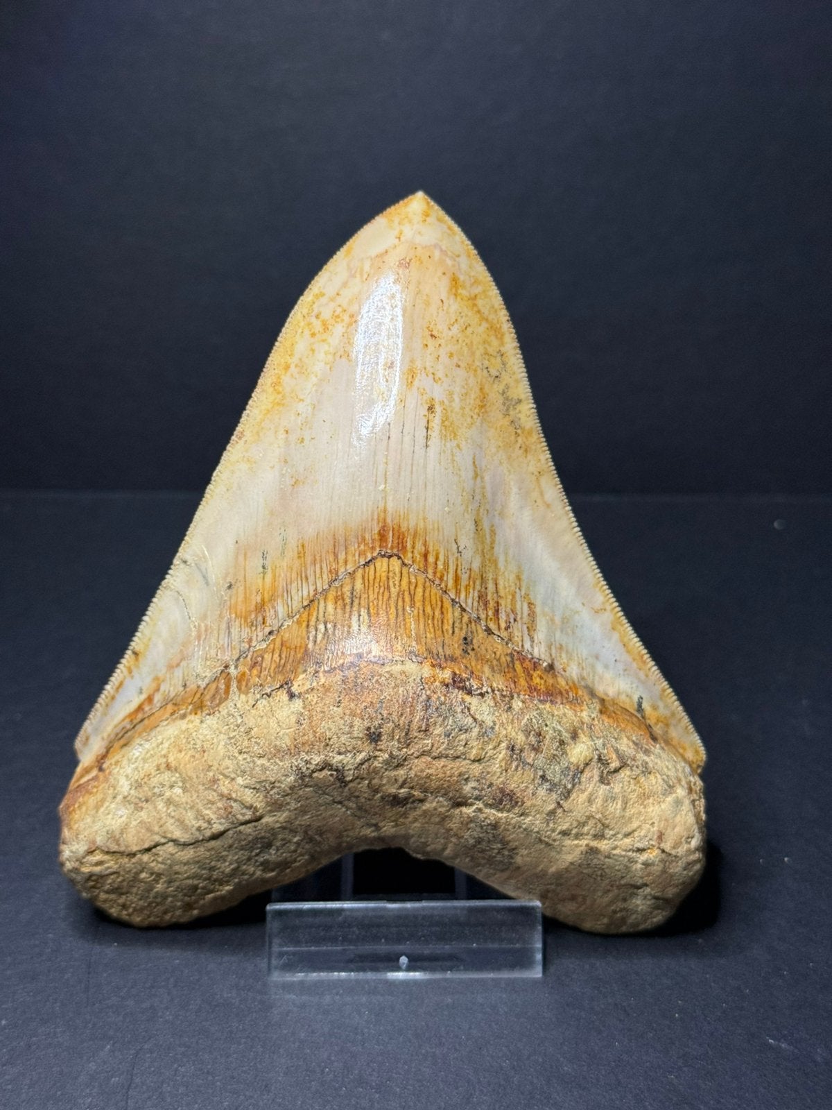 Mooie megalodon haaientand Indonesie 11,9 cm, Verzamelen, Ophalen of Verzenden, Fossiel