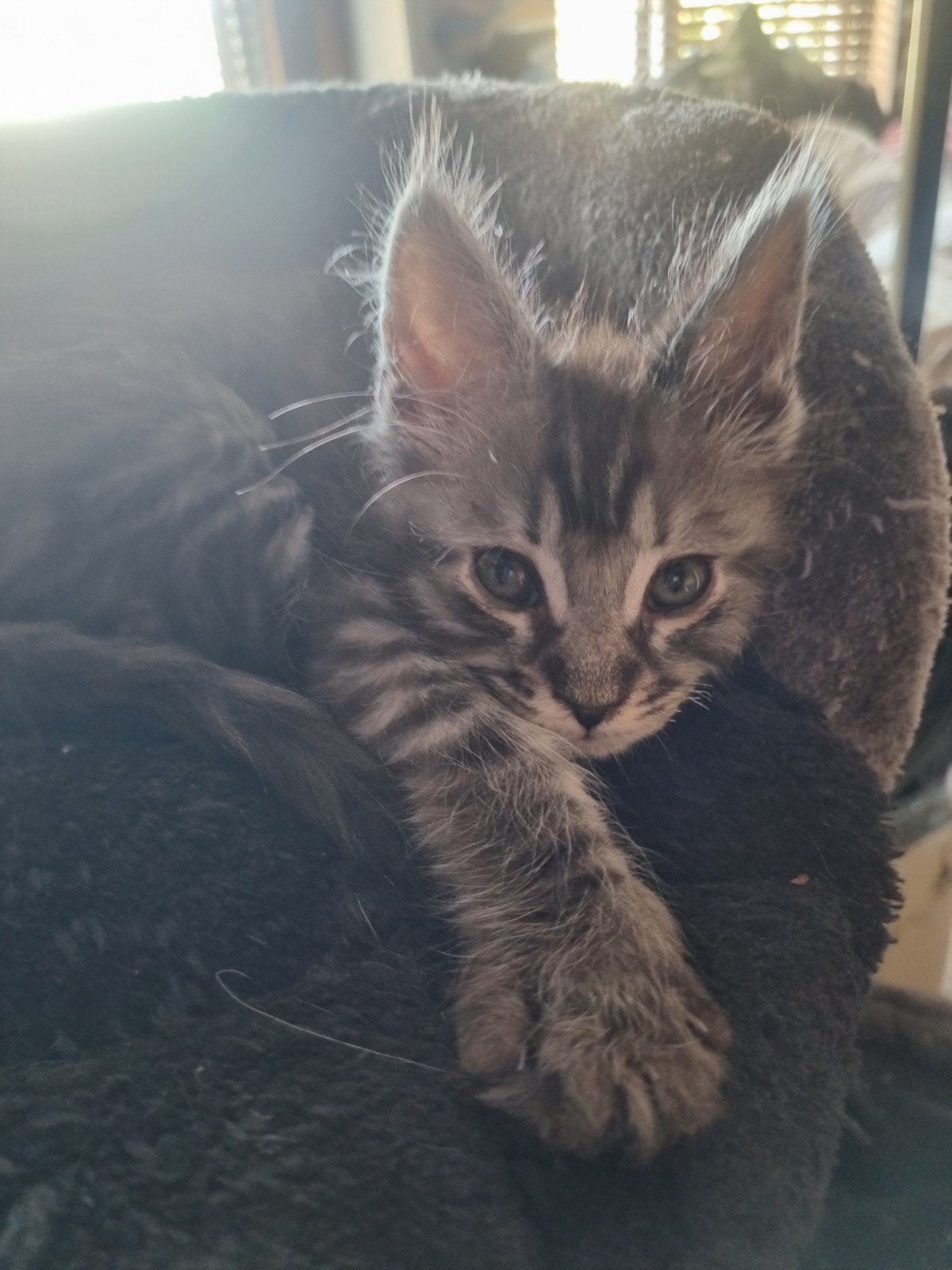 Maine Coon x Bengaal silver tabby, Meerdere dieren, Gechipt, 0 tot 2 jaar