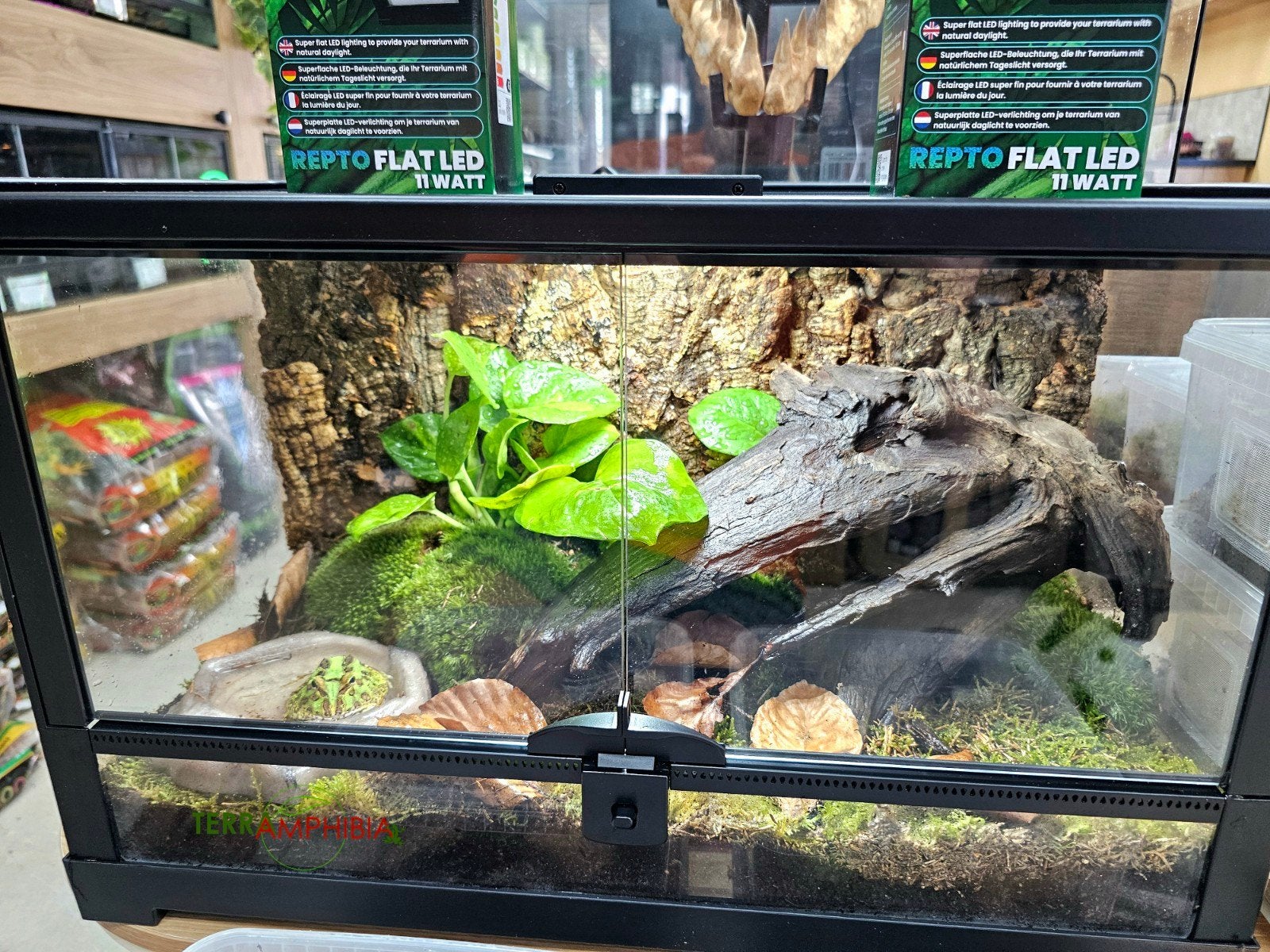 Nieuw terrarium inclusief inrichting en Pacman‼️, Amfibie, Met terrarium, 0 tot 2 jaar
