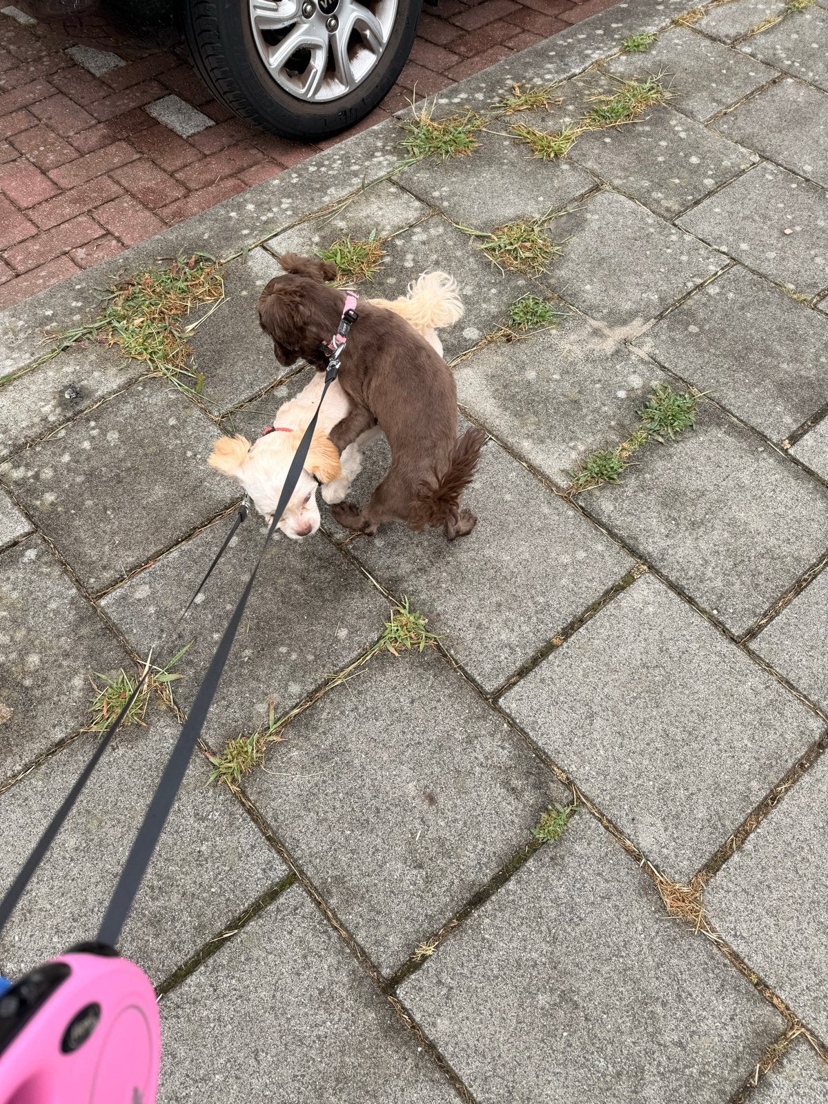 Shihpoo pups 12 weken nog een teef en een reu, 8 tot 15 weken, Parvo, Meerdere, Meerdere dieren