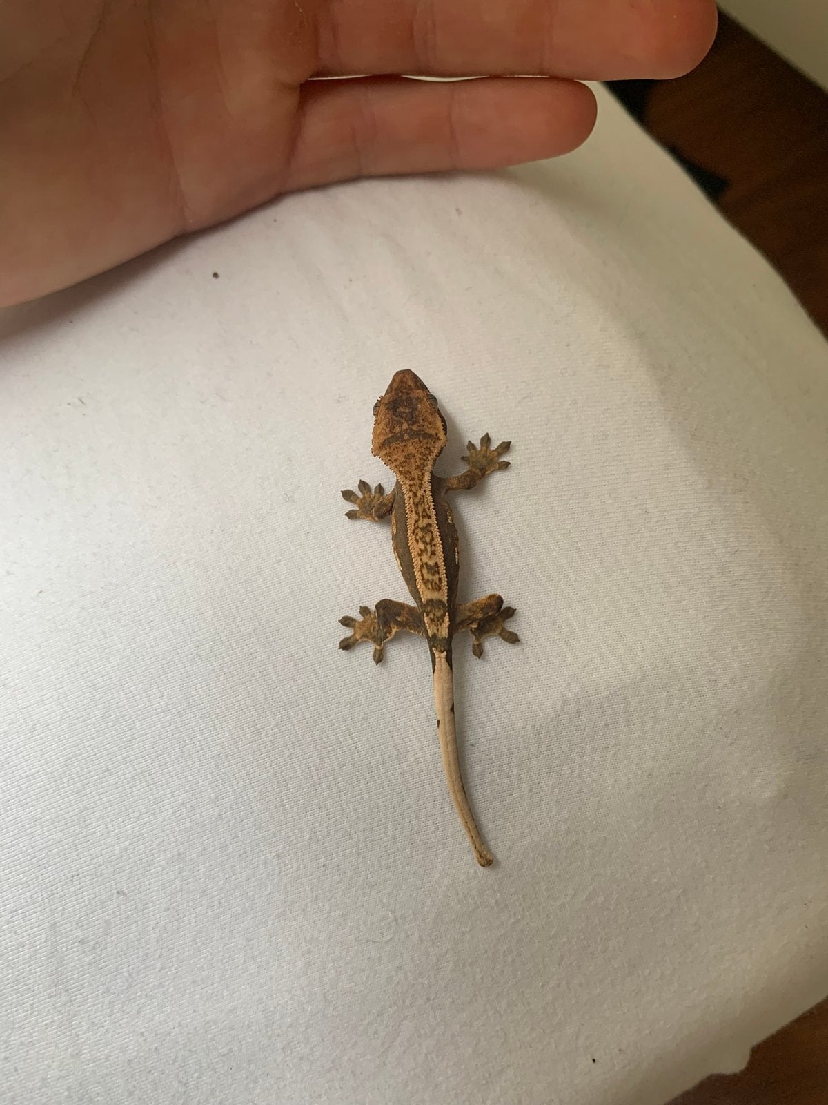Baby wimpergekko 2 -  Correlophus ciliatus, Dieren en Toebehoren, Hagedis, 0 tot 2 jaar