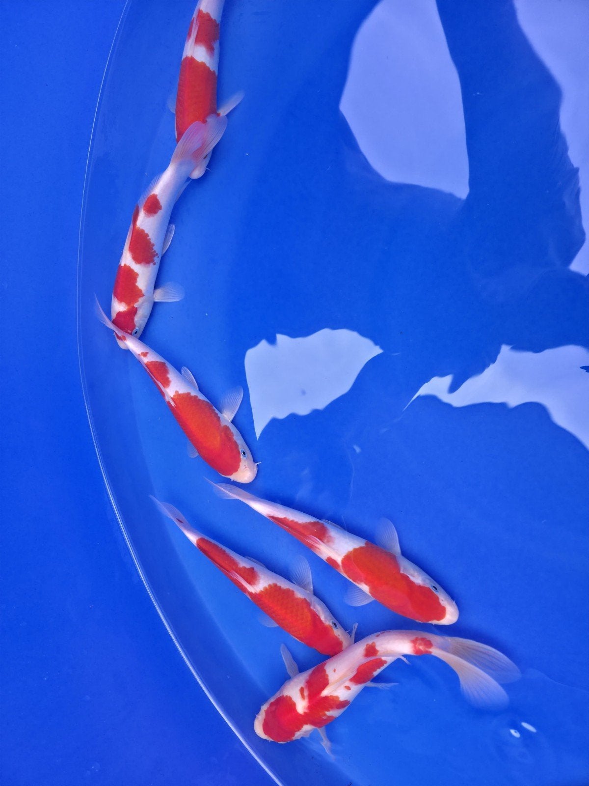 15 koi, Karper of Koi