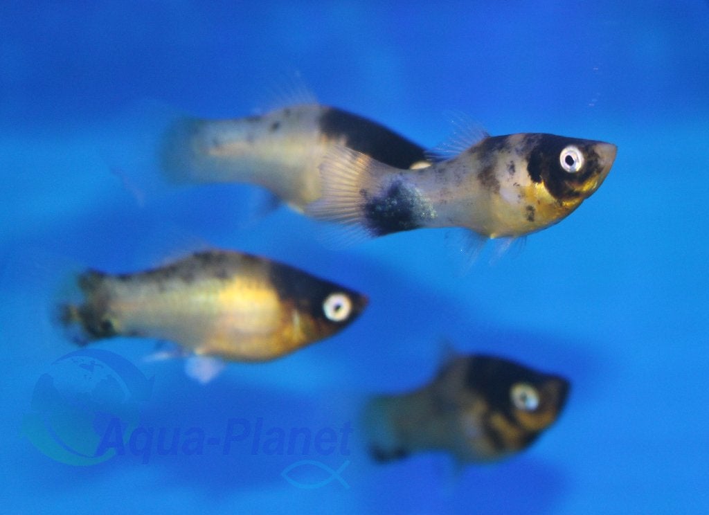 Platy "Bumblebee", Vis, Zoetwatervis