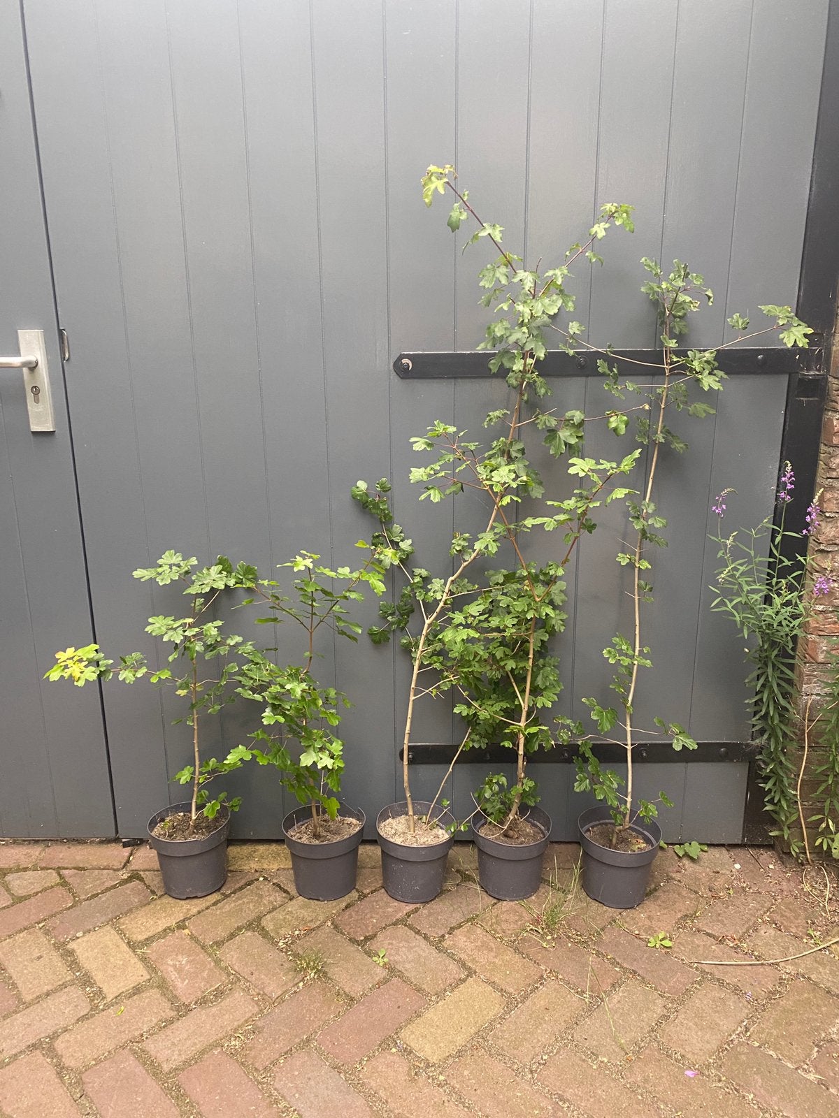 5 stuks Veldesdoorn - Acer Campestre in pot, Ophalen