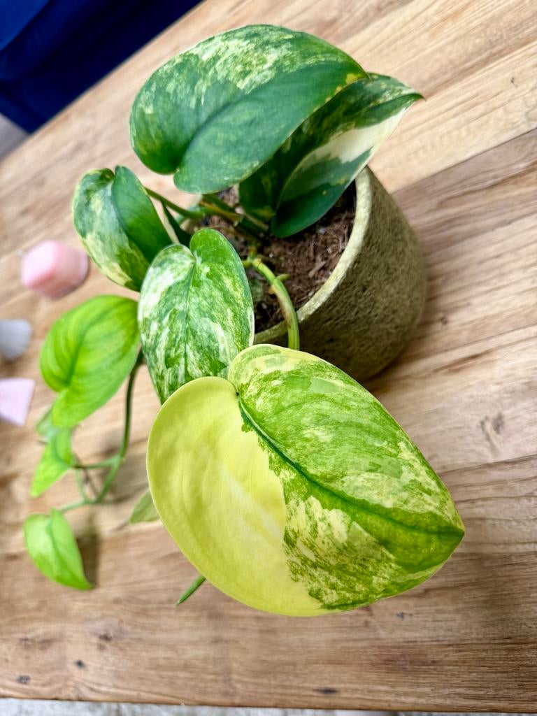Scindapsus Jade Satin Variegata p12, Overige soorten, In pot, Minder dan 100 cm, Groene kamerplant