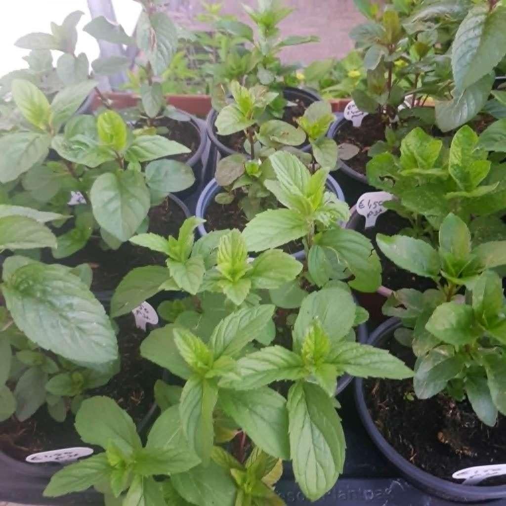 PINKSTER ACTIE ALLE GROTE MUNT PLANTEN 1,00 EURO P.ST, Ophalen, Volle zon, Vaste plant, Kruiden