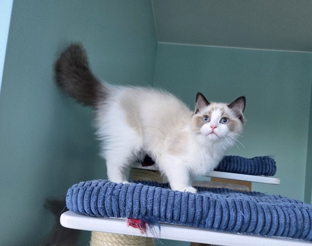 Ragdoll, Dieren en Toebehoren, Katten en Kittens | Raskatten | Langhaar, Poes, 0 tot 2 jaar, Met stamboom, Gechipt, Ontwormd, Ingeënt