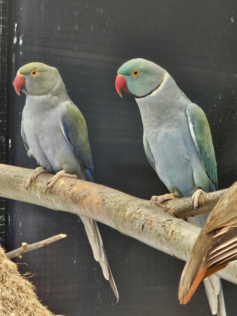 Koppel Halsbandparkieten | blauw turquoise | 2020/2022, Meerdere dieren, Parkiet, Geringd