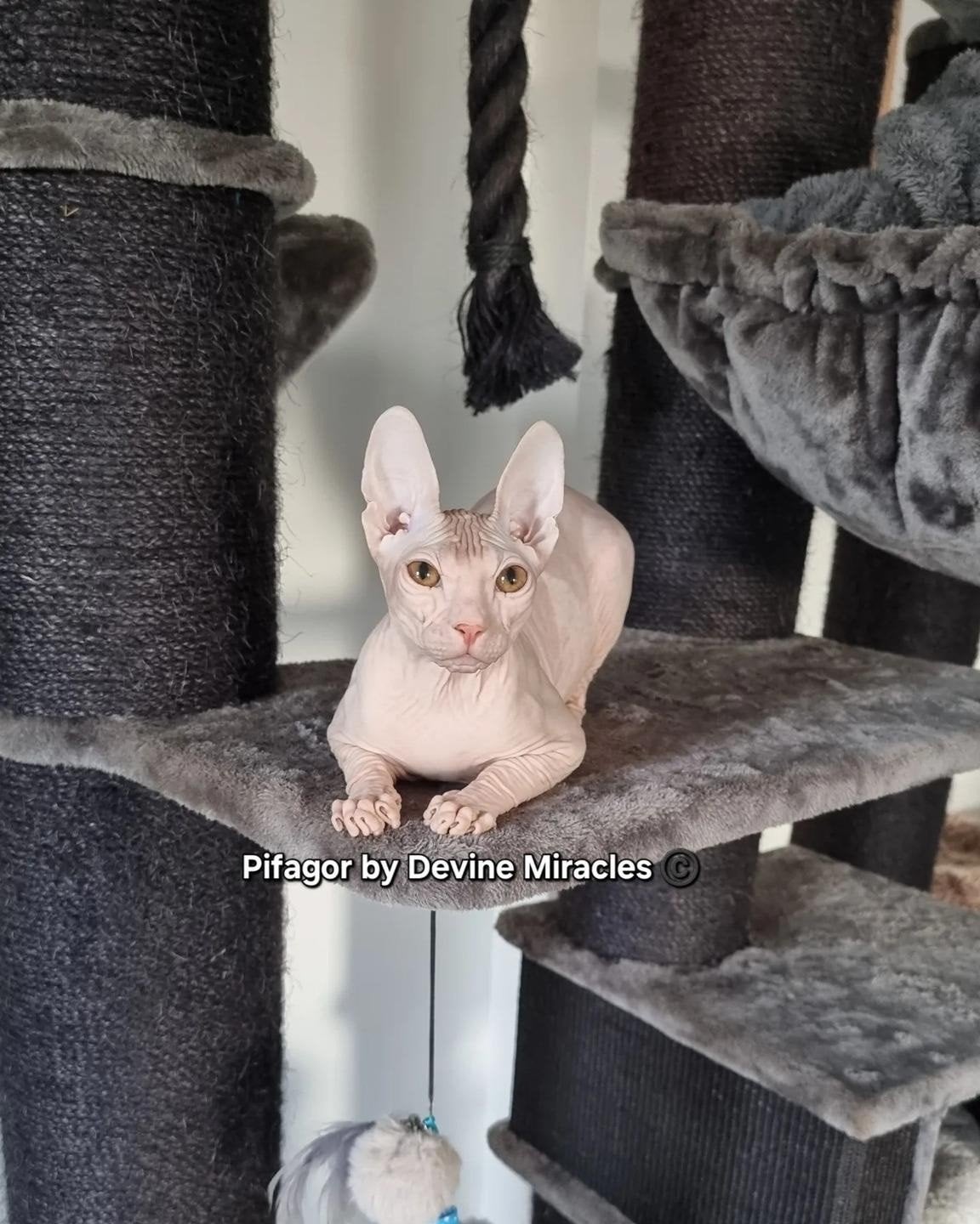 Herplaatsing: Raszuivere Donskoy Kater Pif zoekt ouders, Dieren en Toebehoren, Kater, Met stamboom, 3 tot 5 jaar