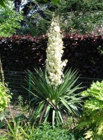 Yucca, Palmlelie., Ophalen, Volle zon, Vaste plant, Varens