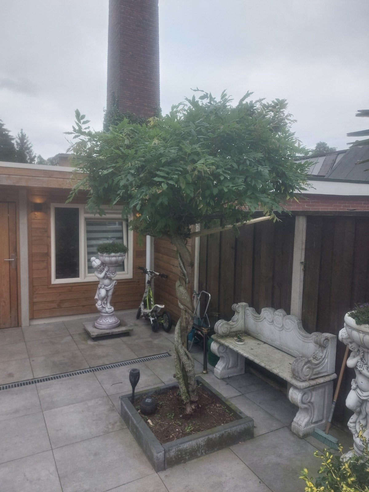 Mooie blauwe regen blauweregen  3 meter hoog, Tuin en Terras, Planten | Bomen, Volle zon, 100 tot 250 cm, Zomer, Overige soorten