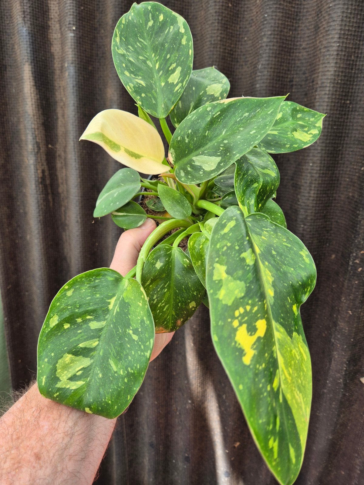 Philodendron Green Congo Variegata p14 (6), Ophalen of Verzenden, Halfschaduw, Minder dan 100 cm