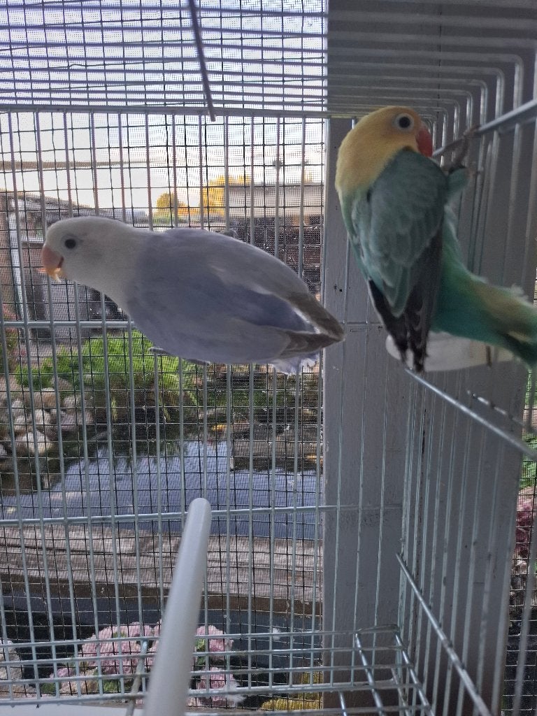 Agapornis fisheri jongen van dit jaar yellow face, Meerdere dieren, Dwergpapegaai of Agapornis, Geringd