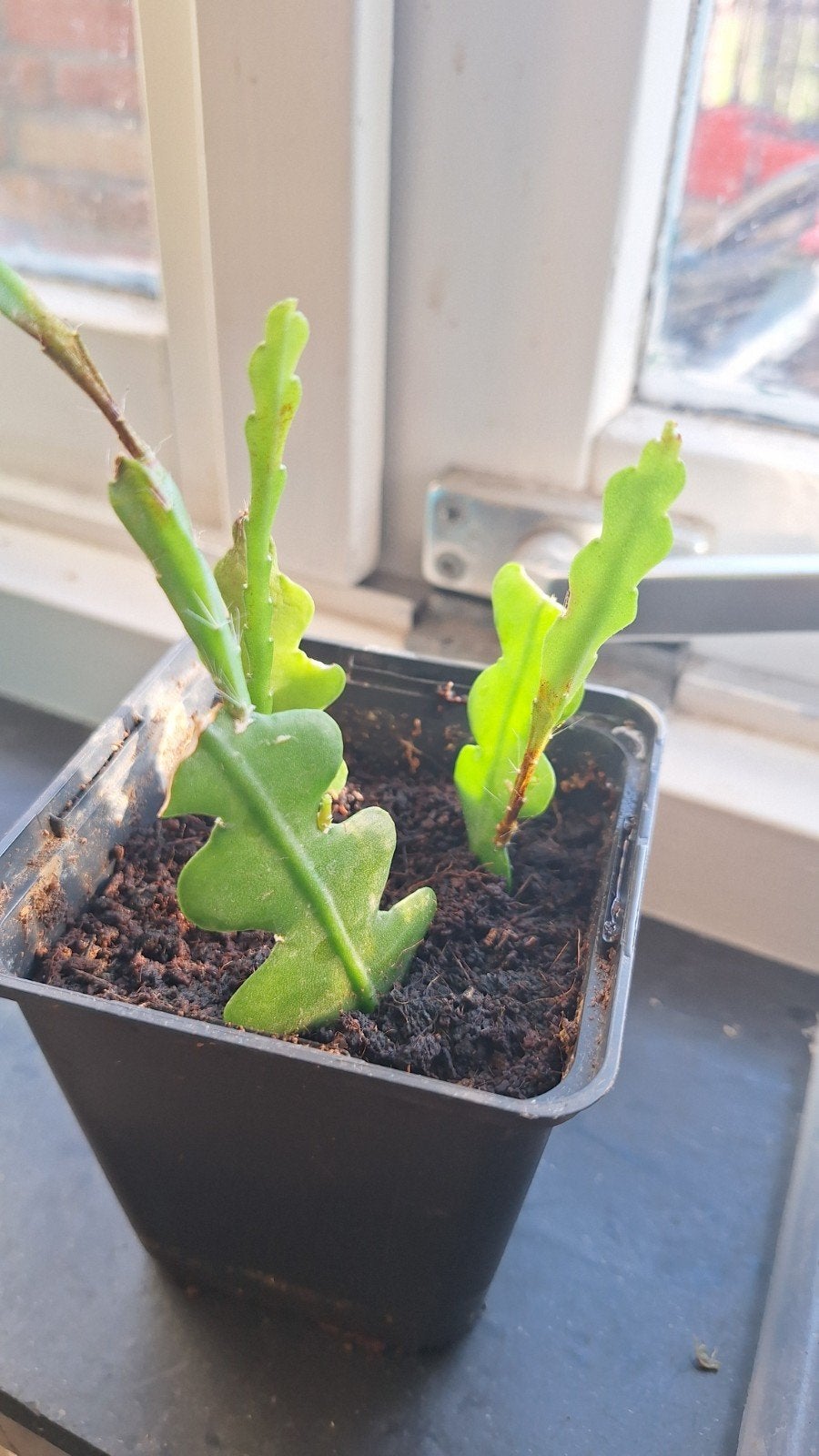Zigzag Cactus (Epiphyllum anguliger) - Jonge Plant, Huis en Inrichting, Ophalen, Cactus, Volle zon, Minder dan 100 cm