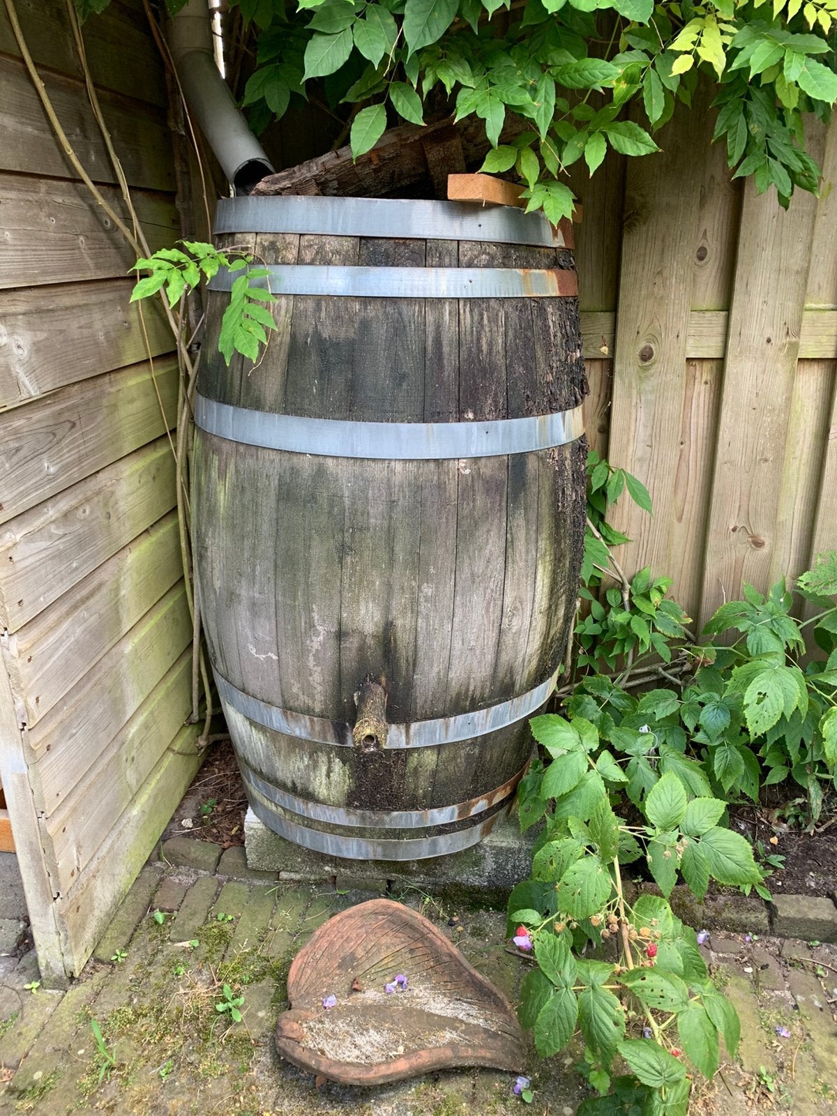 Houten regenton / whiskeyvat, Tuin en Terras, Regentonnen, 150 liter of meer, Ophalen, Gebruikt, Hout