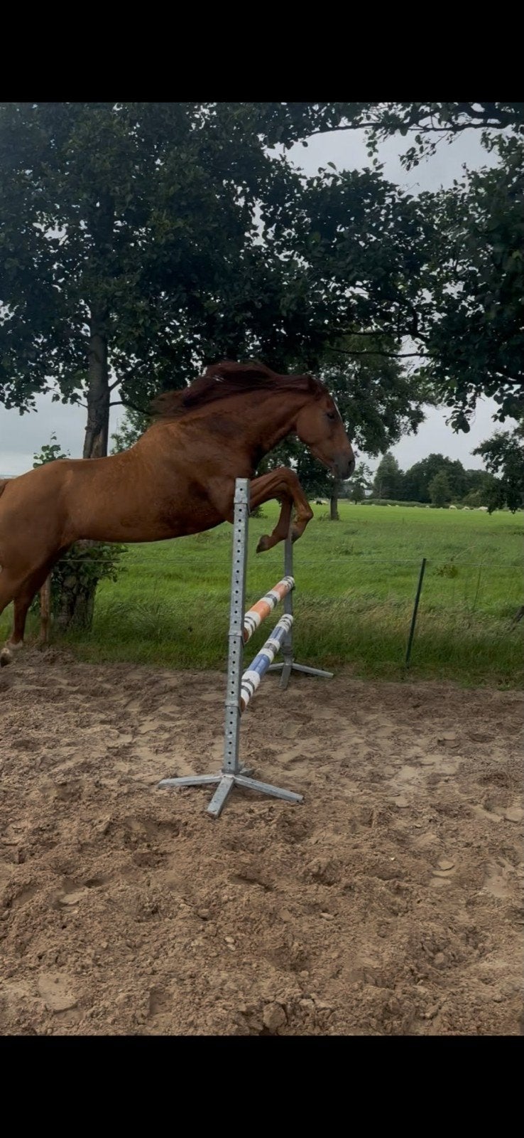 Paard, Dieren en Toebehoren, Paarden