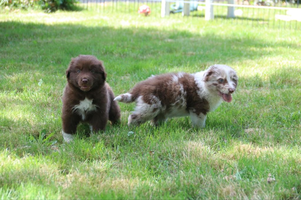 Raszuivere Australian Shepherd pups, Dieren en Toebehoren, Honden | Herdershonden en Veedrijvers, 8 tot 15 weken, Meerdere, Meerdere dieren