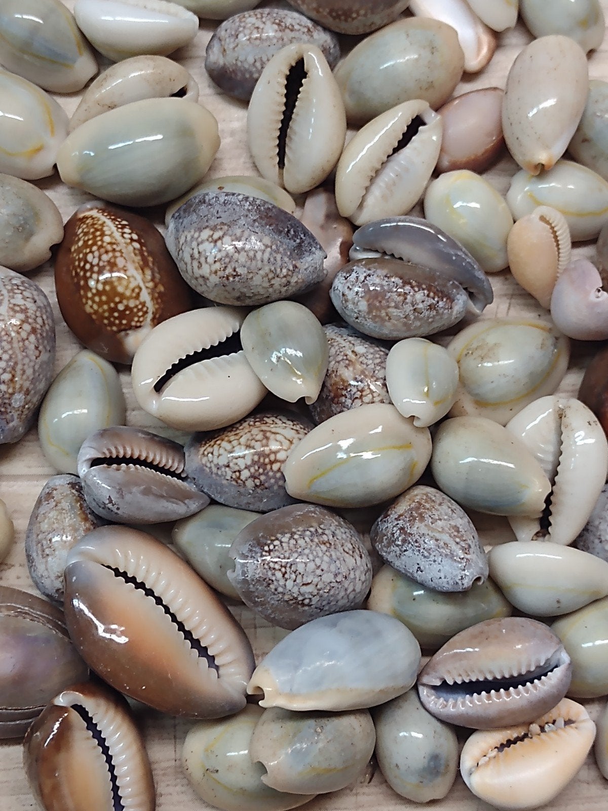 schelpen 200 gram no. 9 / Cypraea Annulus, Ophalen, Zee en Strand, Nieuw, Natuurlijk materiaal