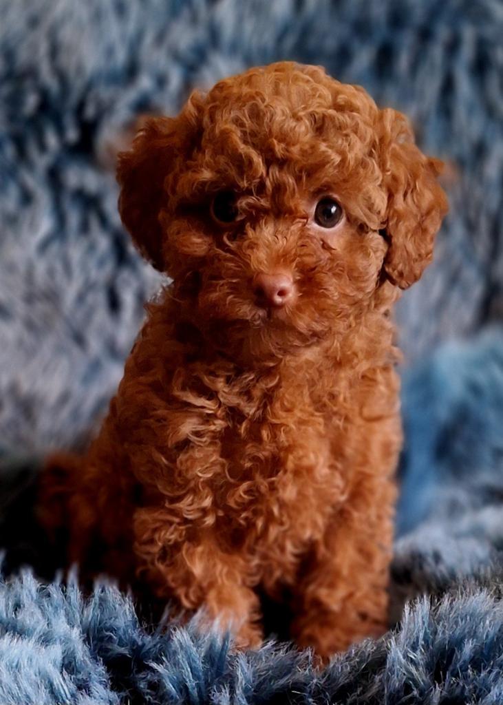 Mini Raszuiver Rood Toypoedel Pupje💙..mag Verhuizen, Poedel, Parvo, Reu, 8 tot 15 weken