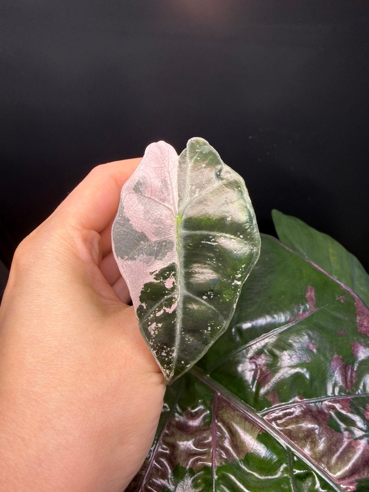 Alocasia Polly Pink, Verzenden, Halfschaduw, Minder dan 100 cm