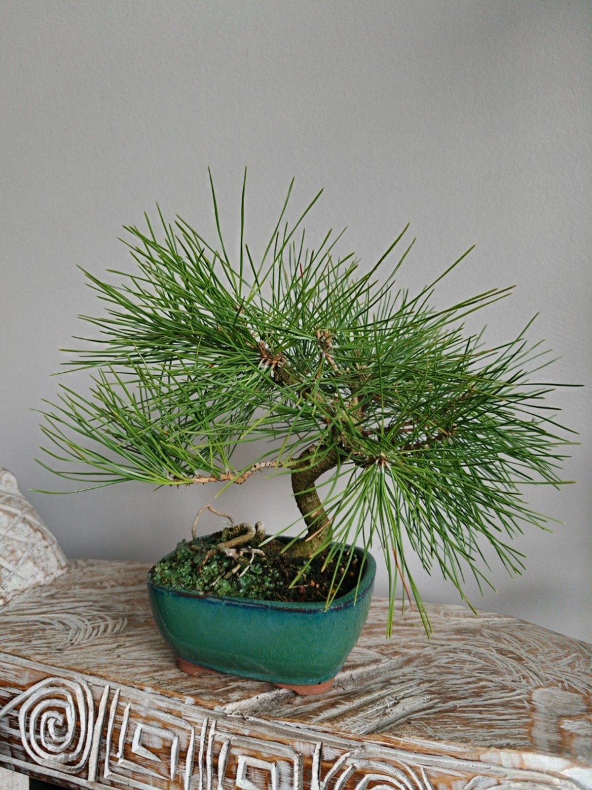 Pinus Thunbergii bonsai, Bloeit niet, Halfschaduw, Minder dan 100 cm, Overige soorten