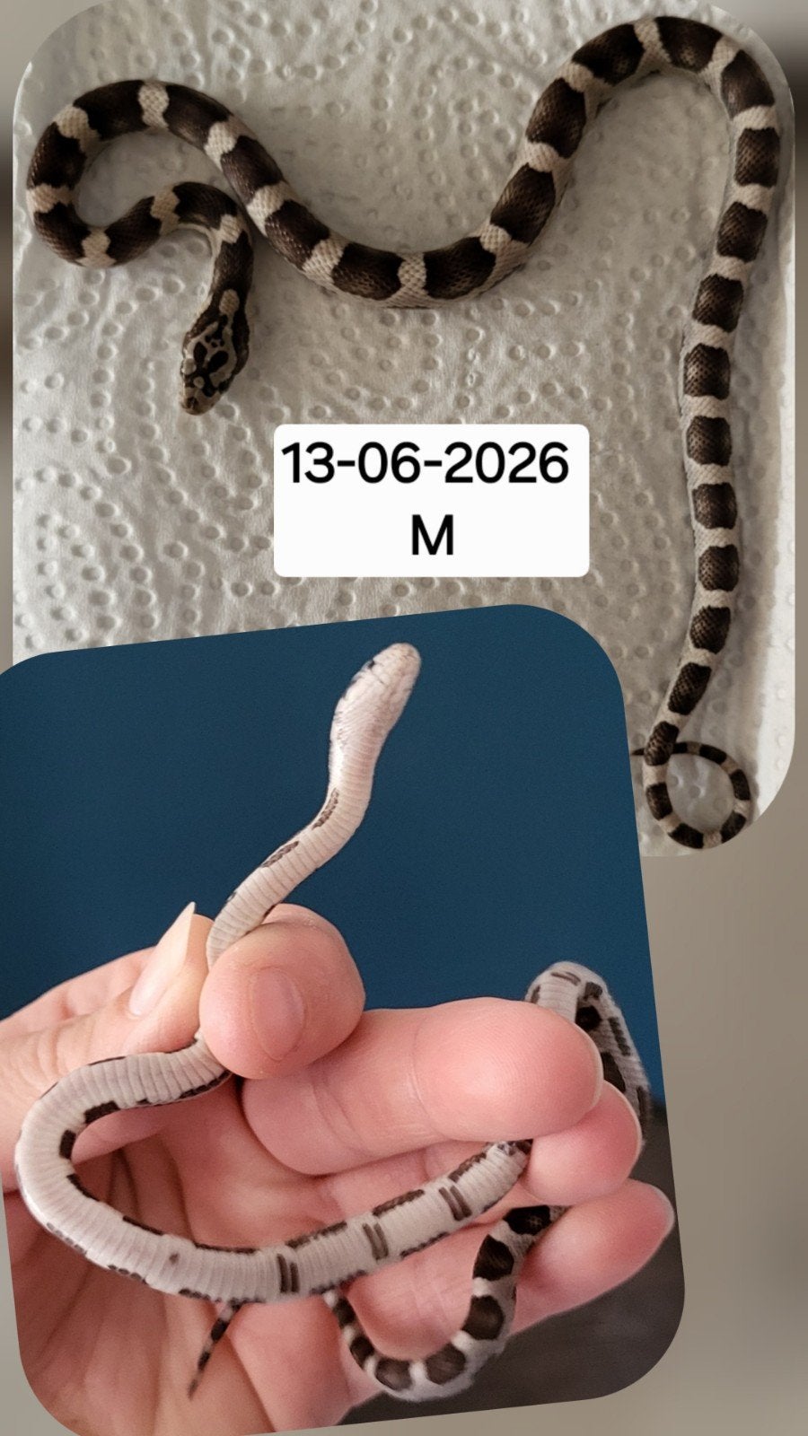 Jonge rattenslangen/korenslangen Corn Snake photo 8