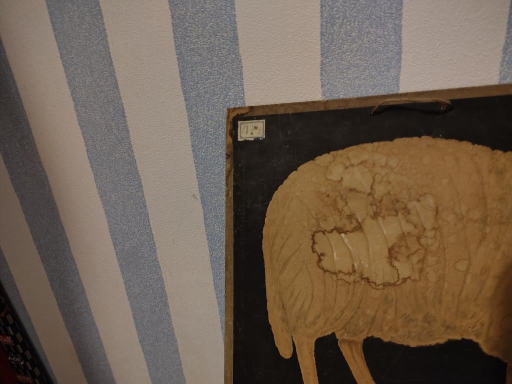 antiek schoolplaten het schaap, Antiek en Kunst, Ophalen, Natuur en Biologie