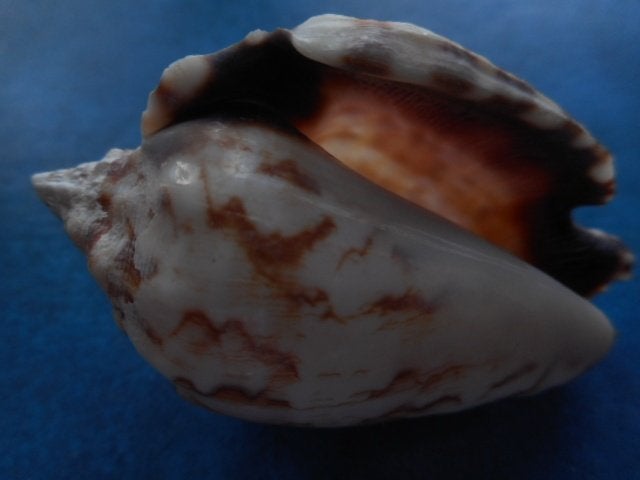 Schelpen: Strombus pipus Röding gem 40-62mm+, Ophalen of Verzenden, Schelp(en)