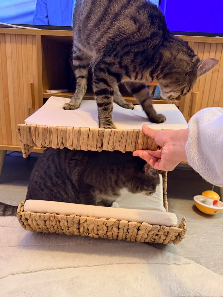 Katten mand aan muur voor twee katten, Dieren en Toebehoren, Ophalen of Verzenden, Zo goed als nieuw