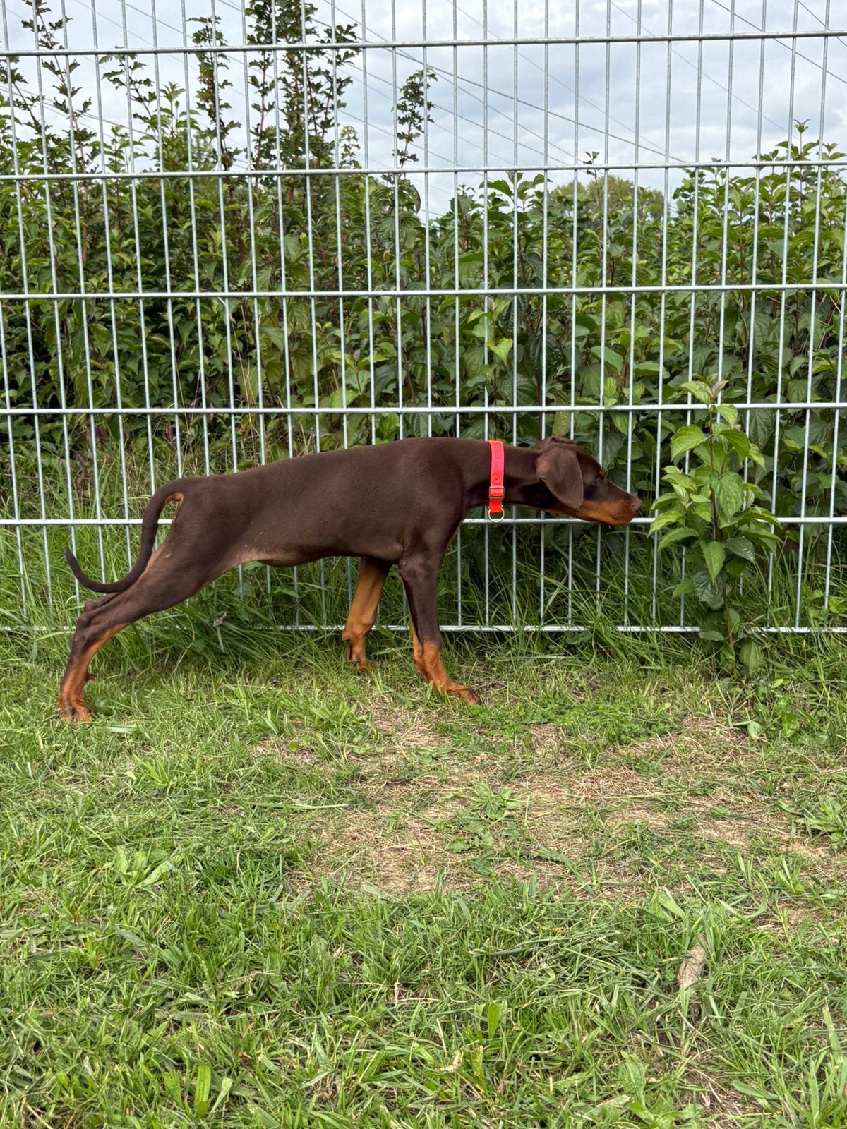Prachtige Dobermann puppy teefje, Overige rassen, 8 tot 15 weken, Teef, Eén hond