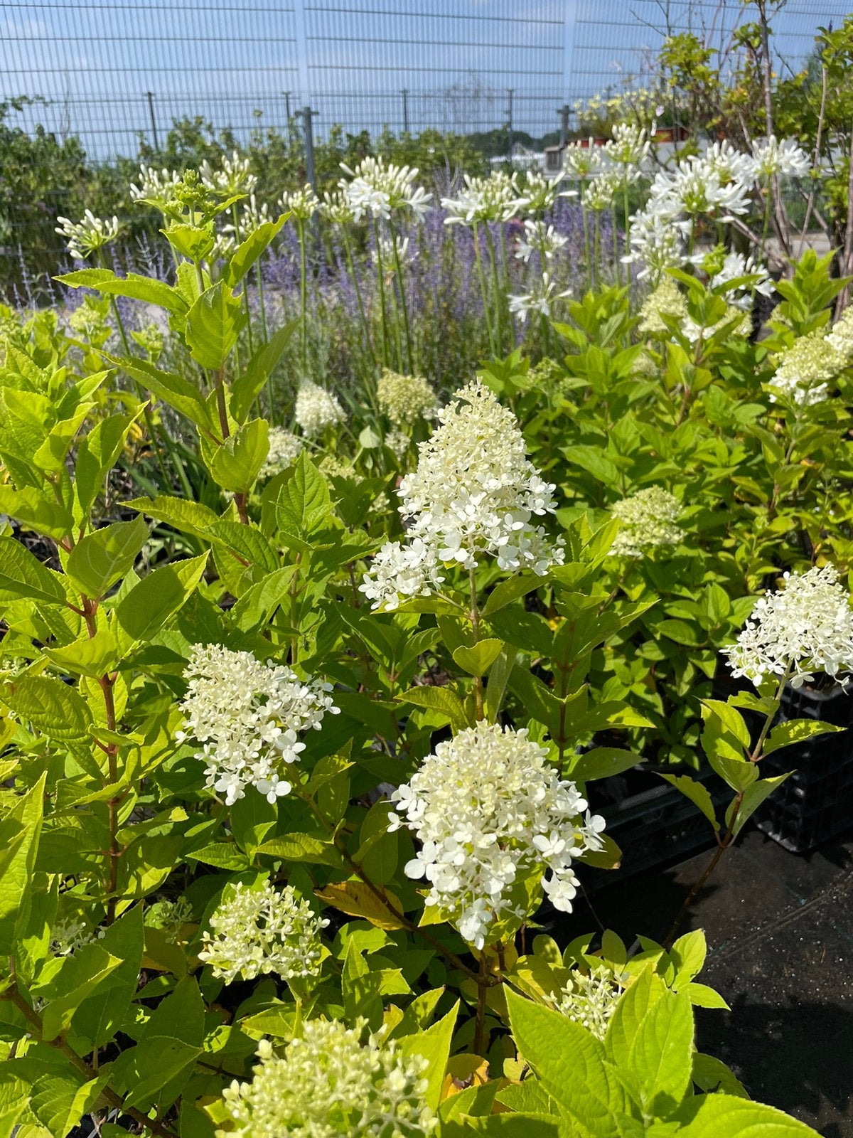 Pluimhortentia, Agapanthus, Perovskia, Ophalen of Verzenden, Overige soorten, Volle zon